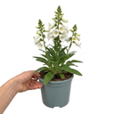 Digitalis Hanabee White Foxglove Plants