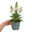 1 Digitalis Hanabee White Foxglove Plant, Hardy Perennial, Bee Friendly, 3 Litre Root Ball