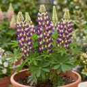 Lupin Manhattan Lights Plants