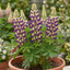 1 Lupin Manhattan Lights Hardy Perennial Plant, Summer Flowering Outdoor Garden Ready, 3L Root Ball
