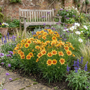 Coreopsis Uptick Gold Bronze Plants (Set of 3 or 6)