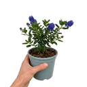Ceanothus Pugets Blue Plant (2L Pot)
