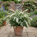 Spiraea Snowmound Plants