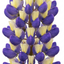 1 Lupin Manhattan Lights Hardy Perennial Plant, Summer Flowering Outdoor Garden Ready, 3L Root Ball