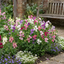Set of 3 or 6 Large, Garden Ready Plants - Sweet Pea Cupid Mix, 10.5 cm Rootballs