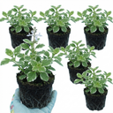 Plectranthus Coleoides / Swedish Ivy Plants (Set of 3 or 6)