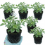 Set of 3 or 6 Large Plants - Plectranthus Coleoides / Swedish Ivy, Outdoor Garden Ready