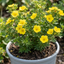 1 Potentilla Goldfinger Hardy Yellow Flowering Shrub, Bee Friendly Garden Plant, 2 Litre Root Ball