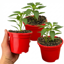 Astor Variety Plants (Set of 3 or 6)