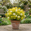 1 Choisya Sundance Plant, Hardy Evergreen Mexican Orange Blossom, 7.5 Litre Root Ball
