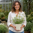 3Ltr Patio Rose Plant, White Rose Bush, Nursery Pots