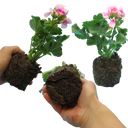 Geranium Toscana Linus Plants (Set of 3 or 6)