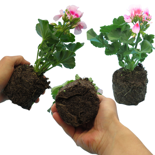 Geranium Toscana Linus (Pelargonium) – Upright Zonal Bedding (Set of 3 or 6)
