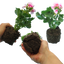 Set of 3 or 6 Large Plants - Geranium Toscana Linus, Ready to Plant in Your Garden
