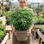 1 Choisya Greenfingers Shrub, Hardy Evergreen Mexican Orange Blossom Plant, 19cm 3L Root-Ball