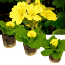 Primrose Cream Plants (Set of 3 or 6)