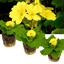 Set of 3 or 6 Outdoor Garden Ready Plants - Primrose Cream, 10.5 cm Rootball