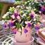 Set of 3 or 6 Large, Garden Ready Plants - Fuchsia Bella Mariska (Light Pink & Purple)