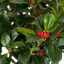 1 Holly Heckenfee Standard Tree – Outdoor Garden Ready, Supplied Fresh in 5L Pot