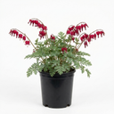 Dicentra Luxuriant Bleeding Heart Plants