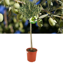 Olea Europaea Plant (5L Pot)