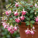 3 Trailing Fuchsia Claudia Pink Plants, Summer Bedding, 10.5cm Pots, Hanging Baskets