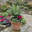 6 Braun's Holly Fern Polystichum Braunii Plants, Hardy Evergreen Perennial, 1Ltr Root-Ball