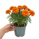 Marigold Durango Tangerine Plant (2L Pot)