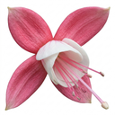 Fuchsia Alice Hoffman Plants