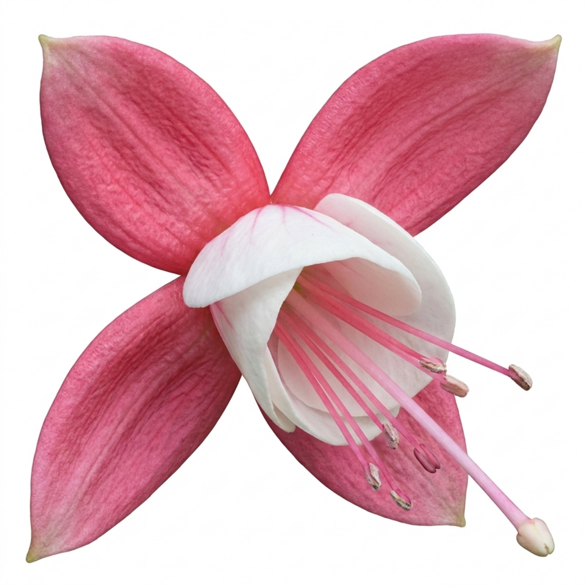 Fuchsia 'Alice Hoffman' – Hardy Dwarf Fuchsia (3L Pot)