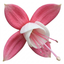 1 Fuchsia Alice Hoffman Hardy Perennial Flowering Plant, Outdoor Garden Ready, 3 Litre Root-Ball