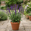 1 Salvia Caradonna Hardy Perennial Plant, Purple Flower Spikes, Bee Friendly, 17cm Root-Ball