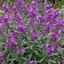 Set of 3 or 6 Erysimum Bowles Mauve Evergreen Hardy Perennial Wallflower Plants, Outdoor Garden Ready, 1 Litre / 11cm Root-Ball