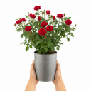 3Ltr Red Patio Rose Plant in Nursery Pot, Outdoor Pots