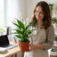 3 Low Light Houseplants, Live Indoor Plant Collection, ZZ Plant, Peace Lily & Snake Plant, 1 Litre Root-Ball
