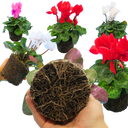 Cyclamen Flame Growers Selection Plant