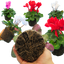 Large Cyclamen Flame Growers Selection