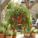Tumbling Tom Red Tomato Hanging Basket Plants, 25cm Pots