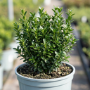 Euonymus Microphyllus Hardy Evergreen Hedge Plants