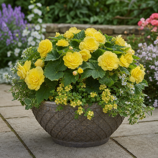 Stone bowl planter of double yellow begonias with mid-green leaves and trailing yellow flowers