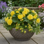 1 Large Plant - Begonia Non Stop Mocca Yellow, Outdoor Garden Ready, 5L Pot
