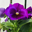 Set of 3 or 6 Large Plants - Pansy Delta Pro Neon Violet, Ready to Plant in Your Garden
