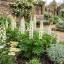 Hardy Lupin Legendary White Perennial Plants (Set of 3 or 6)
