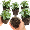 Set of 3 or 6 Large, Garden Ready Plants - Fuchsia Bella Nikita (Rose & Purple)
