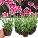 Dianthus Pink Kisses Plant