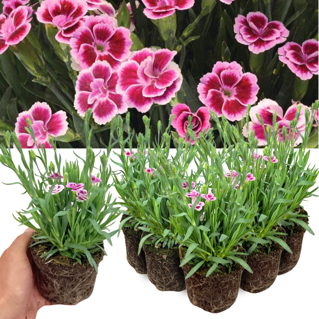 Dianthus 'Pink Kisses' (Garden Pink) – Hardy Perennial (Set of 3 or 6)