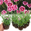 Set 3 or 6 Large Plants - Dianthus Pink Kisses, Ready to Plant in Your Garden