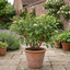 1 Cornus Alba Sibirica Red Stemmed Dogwood Plant, Winter Hardy Garden Shrub, 3 Litre Root Ball