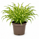 3Ltr Hosta Silly Strings, Outdoor Garden Ready, Pots