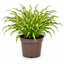 3Ltr Hosta Silly Strings, Outdoor Garden Ready, Pots